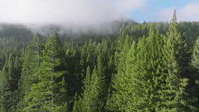Aerial view of evergreen pine tree forest in Redwood National and State Parks, California, USA. Drone flying in sky with clouds over wild woods. Scenery of morning fog covered tree tops, 4k footage 