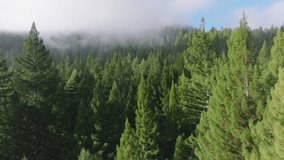 Aerial view of evergreen pine tree forest in Redwood National and State Parks, California, USA. Drone flying in sky with clouds over wild woods. Scenery of morning fog covered tree tops, 4k footage  - Powered by Shutterstock - Get 15% off with code: PIKWIZARD15