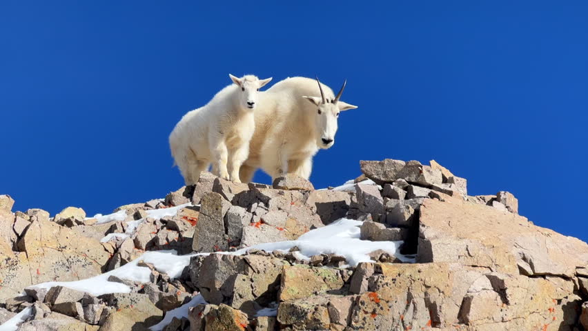 Rocky Mountain Goat Sheep Herd family wildlife animals top of peaks stomping territorial blue sky sunny Colorado fourteener peaks first snow National Geographic high elevation nature zoom in closely