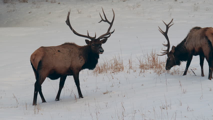 Bull Elk buck winter Colorado Yellowstone National Park Montana Wyoming Idaho wildlife animals sunset winter eating grass open snowy meadow herd of males deer Denver frontrange backcountry buck hunter