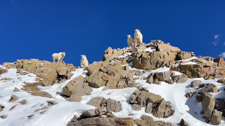 Mountain goat sheep herd family top of Rocky Mountain National Park Colorado king of the peak stunning vibrant blue sky fresh snow 14er Mount Lincoln Bross Evans Grays Torreys wildlife animals pan