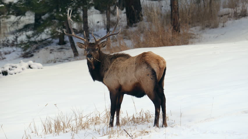 Bull Elk antlers herd Rocky Mountains Denver Colorado Yellowstone National Park Montana Wyoming Idaho wildlife animal sunset winter chewing grass forest meadow backcountry buck hunter pan follow