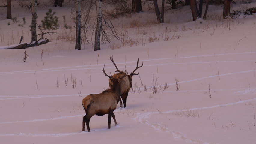 Bull Elk Rocky Mountains Denver Colorado Yellowstone National Park Montana Wyoming Idaho wildlife animal antlers herd sunset winter snow trail forest meadow backcountry buck hunter pan follow