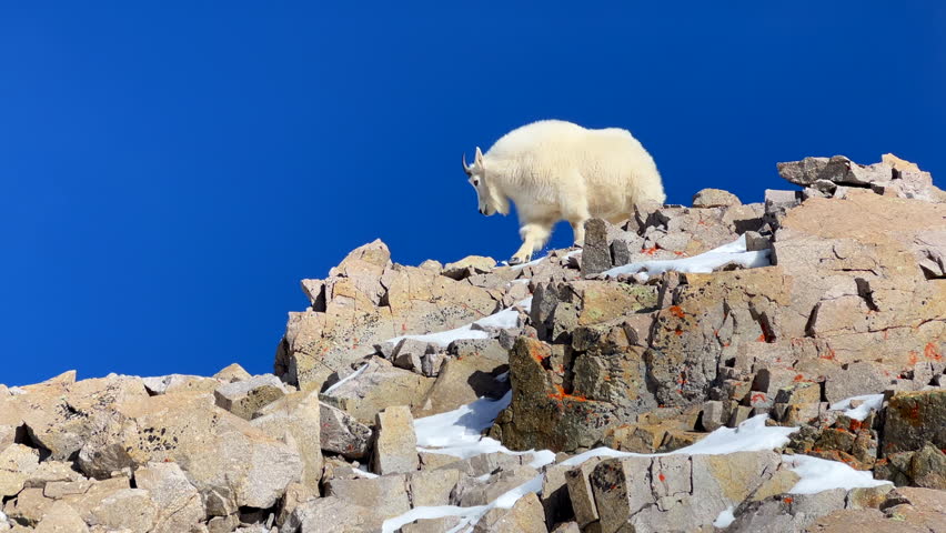 Rocky Mountain National Park Colorado Mountain goat sheep herd family top of king of the peak stunning vibrant blue sky fresh snow winter 14er Mount Lincoln Evans Grays Torreys wildlife animals
