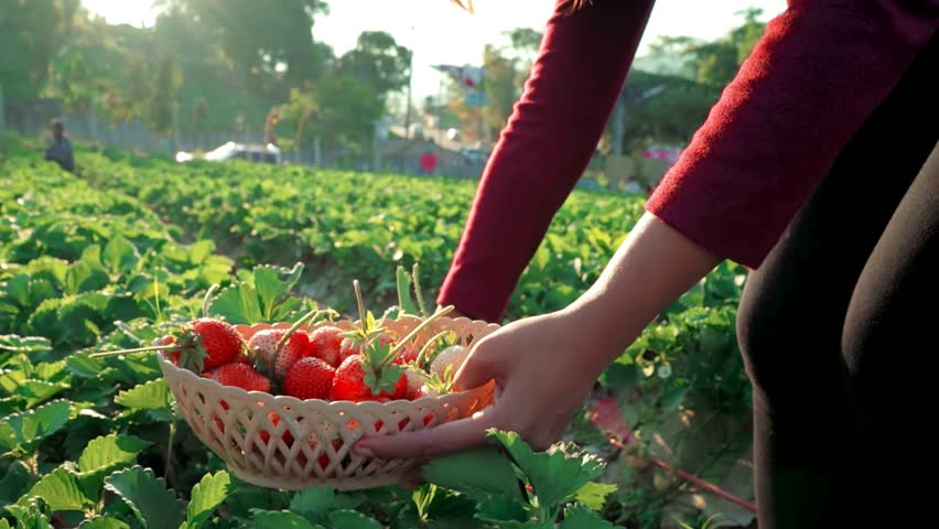 In a sun-kissed field, a woman's nimble fingers tenderly gather plump strawberries, her laughter harmonizing with the rustle of leaves.

 Royalty-Free Stock Footage #3457742367