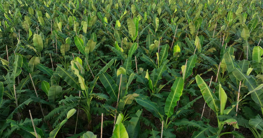 Aerial footage of banana trees growing at field