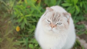 cat portrait close up video outdoor