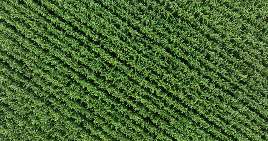 Aerial footage of sugarcane plants growing at field