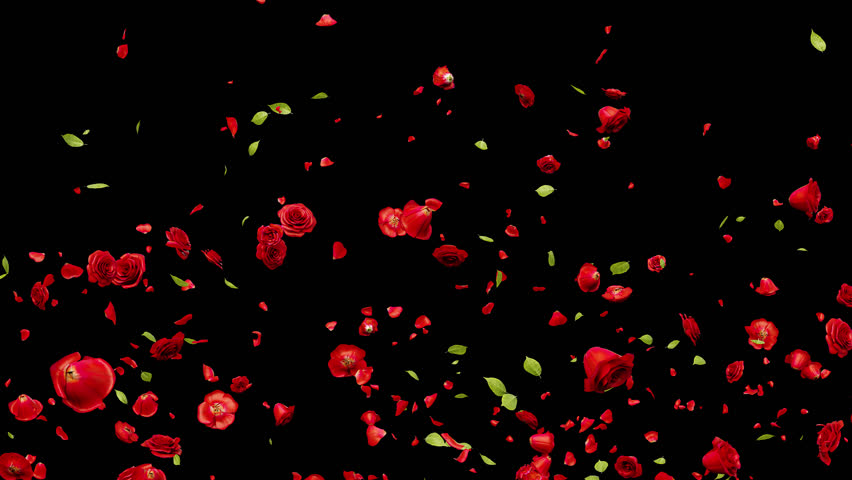 Red Rose Explosion alpha motion footage for festival films and cinematic in rose falling scene. Also good background for scene and titles.