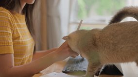 Young Businesswoman Online work at home with cute pet cat,Girl student freelancer working at home on a task and watching remote education webinar class with cute cat,pet,little best friends.