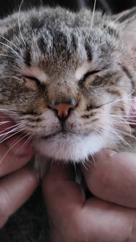 Man petting striped cat outdoors, stroking a tabby cat, lying on the bench. Owner fondling pet. Close-up of male hand caressing cat. Concept of pleasure, rest, love, friends, happy, pets care Vertical