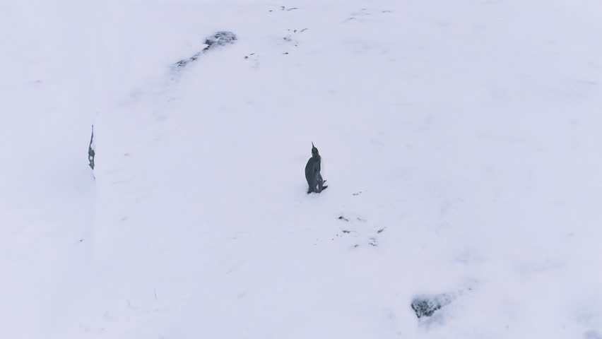 Lone King Penguin Wave Wing Antarctica Aerial View. Antarctic Polar Wildlife Habitat Eternal Frost Extreme Wild Nature Snow Landscape. Drone Top Overview Footage Shot in 4K (UHD) - Powered by Shutterstock - Get 15% off with code: PIKWIZARD15