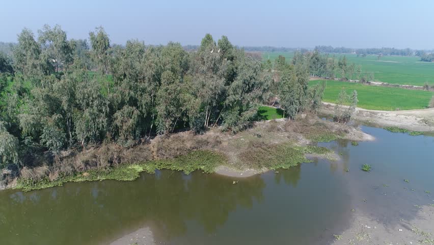 Birds are sitting on the trees in the fields by the river. Those who start flying because of fear as soon as they hear the sound of the drone. Beautiful 4K Aerial View With Drone. Royalty-Free Stock Footage #3458035583
