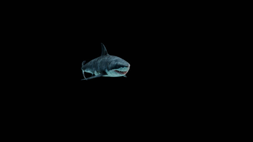 scary great white shark attacks in front of the camera, Megalodon swimming and open jaws and attack front of the camera,the 4k footage include alpha channel