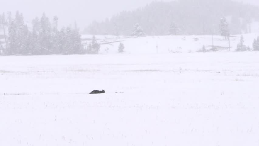 Lone Black Wolf Demonstrates Strength and Determination Leaping Through Deep Snow in Yellowstone National Park