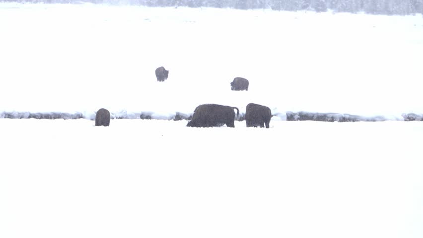 Epic shot of American Bison Herd Surviving and Foraging in a Harsh, Snowy Winter Blizzard in Yellowstone National Park