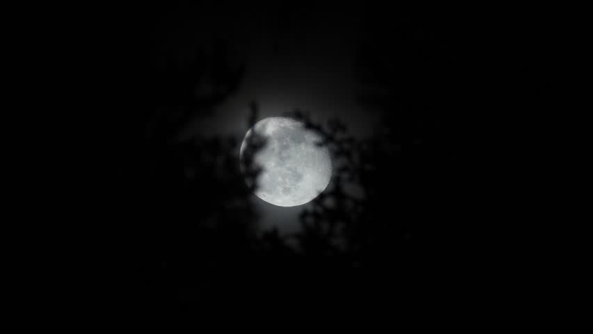 Mystical view of the big moon visible between the tops of pine trees in a mountain forest.