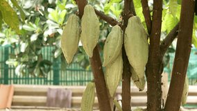 Green raw Cacao pods branch with young fruit and blooming cocoa flowers grow on trees. The cocoa tree ( Theobroma cacao ) with fruits, Raw cacao tree plant fruit plantation,4k video
