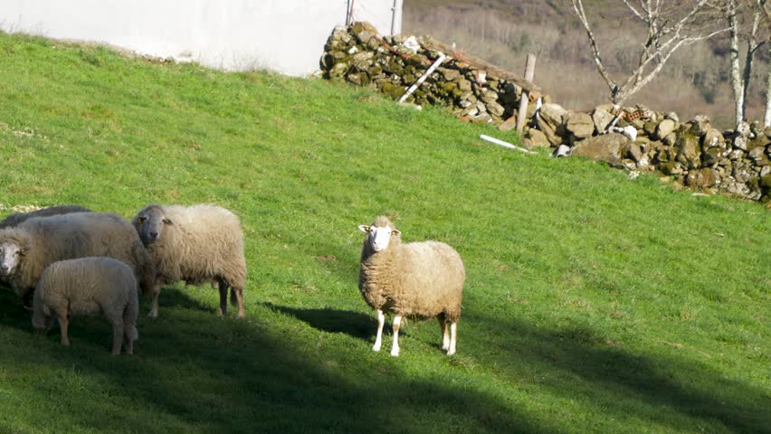 Grazing Galician Sheep in San Xoan de Rio, Ourense, Spain Royalty-Free Stock Footage #3458096955
