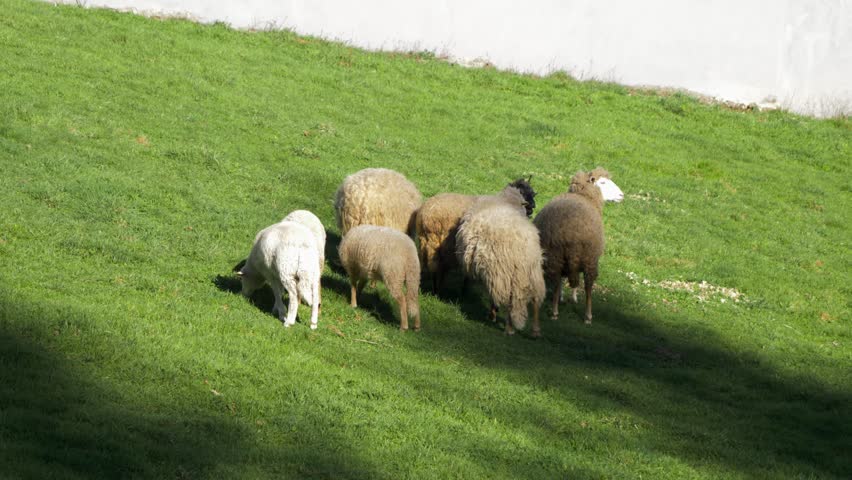 Galician Sheep Herd on Green Pasture Royalty-Free Stock Footage #3458097319