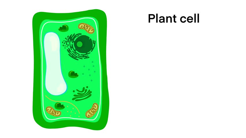 Plant cell anatomy, Illustration of the Plant cell anatomy structure, Common plant cell parts, Plant cell anatomy, biology science education school book concept microbiology organism scheme labels