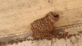 A swallow's nest made of clay hangs in the corner of the building
