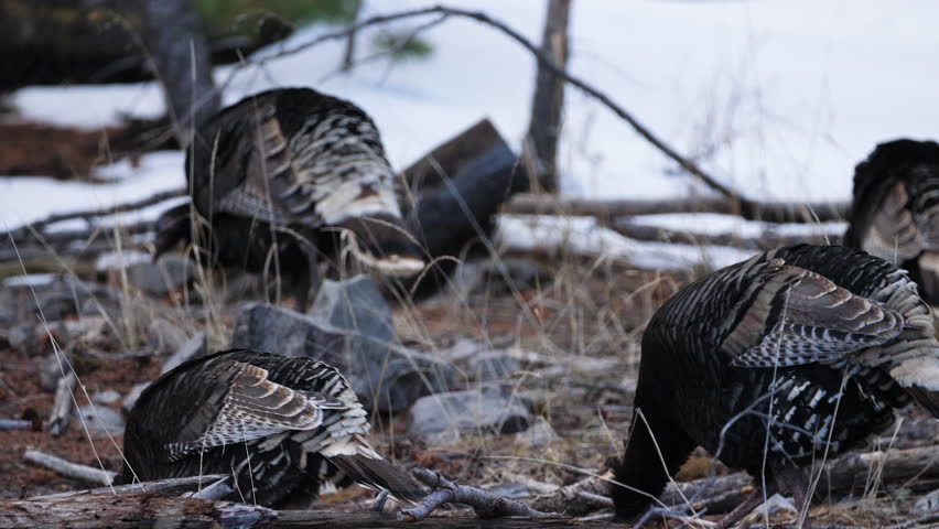 A flock of wild female turkeys walk along a snow covered forest in slow motion, pecking for food