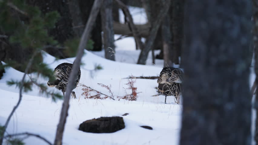 A flock of wild female turkeys walk through snow covered forest in slow motion