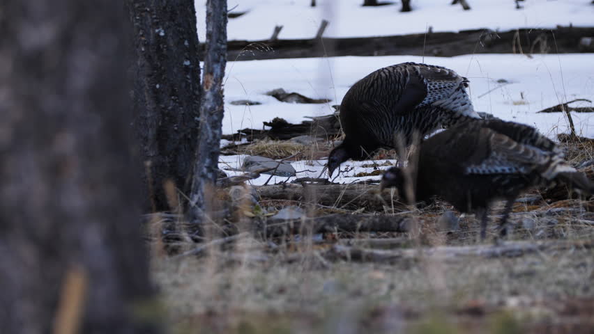 Wild turkeys look for food in a snow covered forest