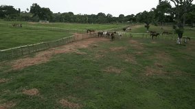 Horses in farm enclosure. Aerial forward at low altitude