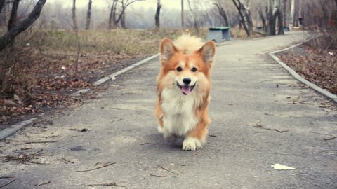 funny welsh corgi fluffy dog walking outdoors
