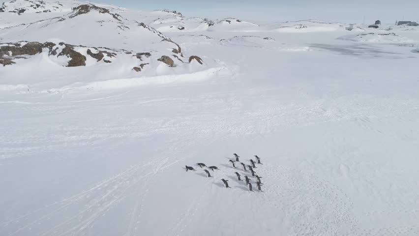 Group Gentoo Penguin Run Antarctica Frozen Ocean Aerial Tracking View. Polar Bird on Snow Covered Ice Surface make Footprint Track. Antarctic Winter Wildlife Drone Flight Overview Footage