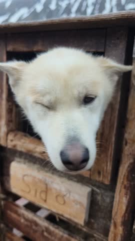 Flock of siberian huskies in warm weather. Dogs and their kennels in the field, husky dog in husky farm, landcape with many dogs