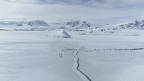 Aerial Flight Over Penguins Colony Migration. Drone Shot. Antarctica Landscape. White Winter Background. Moving Flock Of Gentoo Penguins On Ice Covered Land. Mighty Polar Snow Mountains. 4k Footage.