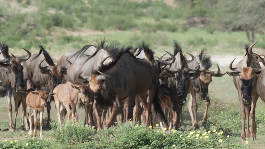 Blue Wildebeest Migration On Plains Of Southern Africa. Connochaetes Taurinus. wide shot