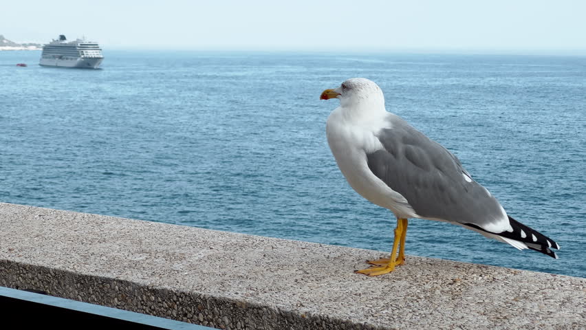 Close-up view of seagull in port Hercules at sunset, huge cruise ship on background, Monaco, Monte-Carlo