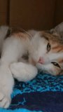 A vertical video of the mother cat purring and nursing the newborn kittens inside a cardboard box. The mama cat has a pink nose. The cat is relaxed while nursing her kittens.