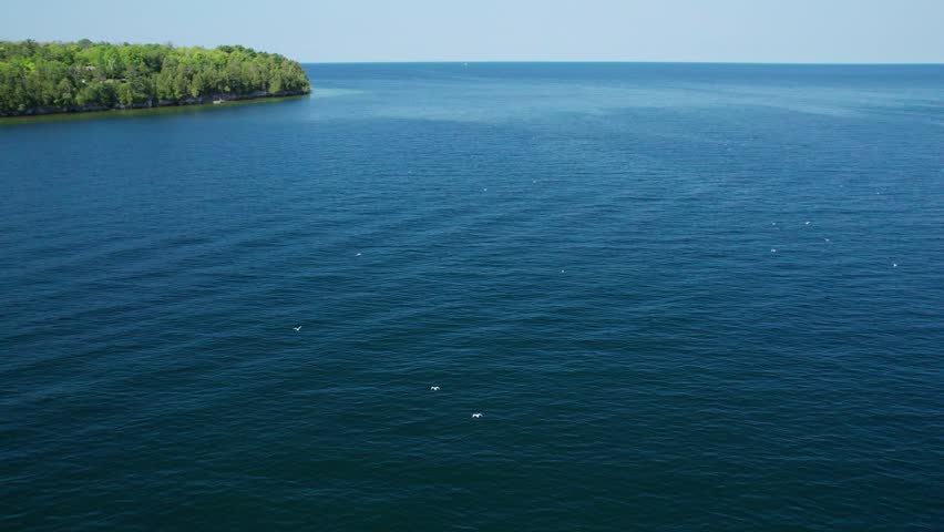 Drone flight over a flock of seagulls in door county, Wisconsin