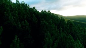 Green Tree Tops Forest Drone Shot