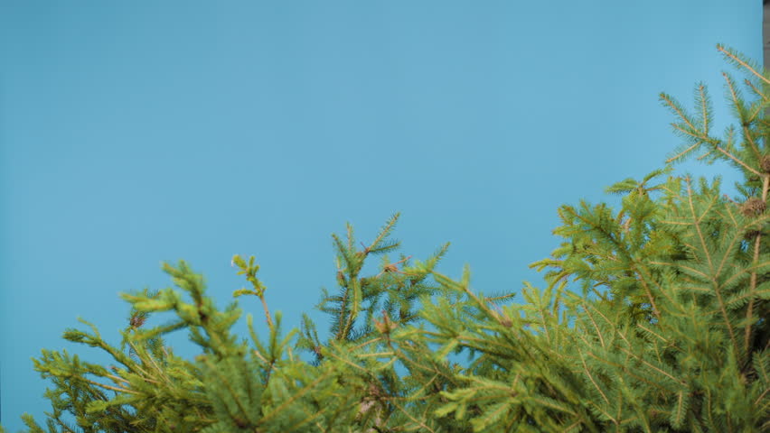 A guy in a black uniform jumps out of a pine tree on a blue background