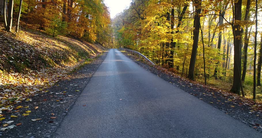 Autumn forest with road
