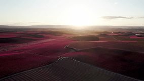 Aerial drone video amid fields in full bloom with pink hues. Blossoming of peach trees in spring. Beautiful pink-hued agricultural field.