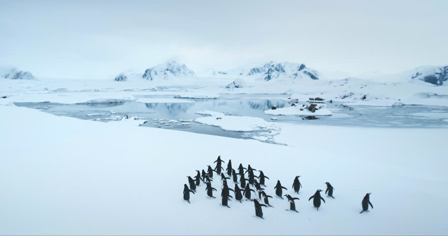 Gentoo penguins group walking snow covered hill in Antarctica. Funny sea birds running to frozen ocean bay, mountains in background. Explore Antarctic wildlife animal behavior. Aerial view drone shot