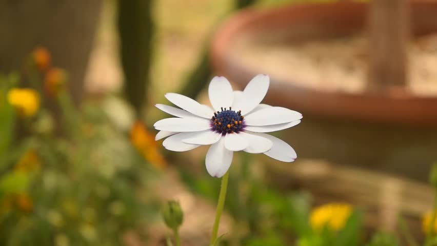 White flowers of Osteospermum ecklonis Dimorphotheca pluvialis. African Cape Daisy or Polar Star.Plant with purple center,water drops on petals,against blurred backdrop.Focus on flower.