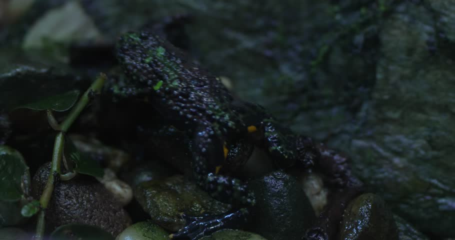 A jet-black frog with yellow-orange markings on its back and sides hops on a pile of pebbles next to a rock. The frog is small, about the size of a quarter, and has a smooth, shiny skin. It is moving