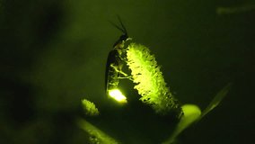 Firefly. Fireflies frantically glowing on flowers.
By emitting light, fireflies are thought to be communicating not only in courtship but also with each other. - Powered by Shutterstock - Get 15% off with code: PIKWIZARD15