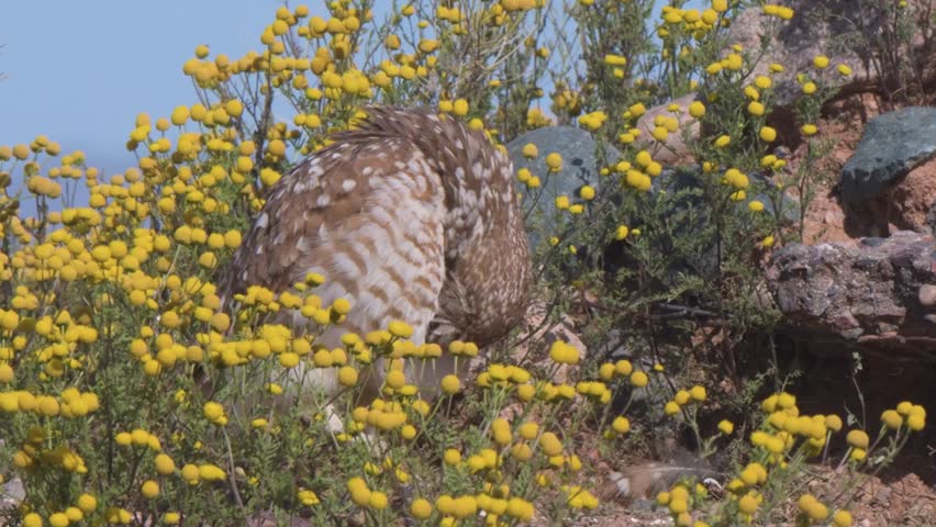 A Burrowing Owl standing outside of its man-made burrow in a field of yellow chamomile. 4K Resolution Royalty-Free Stock Footage #3458510133