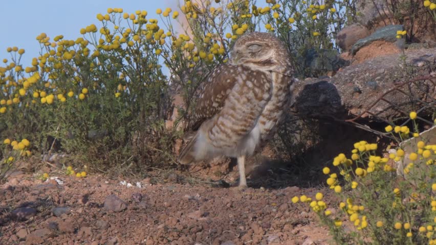 A Burrowing Owl standing outside of its man-made burrow in a field of yellow chamomile. 4K Resolution Royalty-Free Stock Footage #3458511535