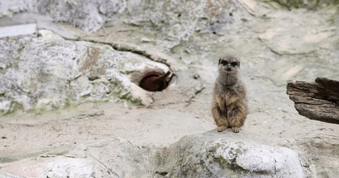 Funny meerkat sits on rock observing environment against meerkat in hole in zoo. Good conditions for wild animals to live. Creatures living in captivity slow motion Stockvideó