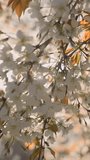 Vertical, slow motion video of white flowers in bloom with sun light shining through the sakura branches.